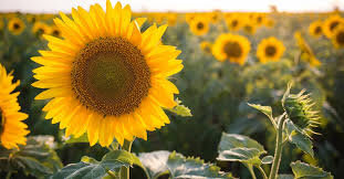 Portaria regulamenta Política Nacional de Humanização do Luto Parental